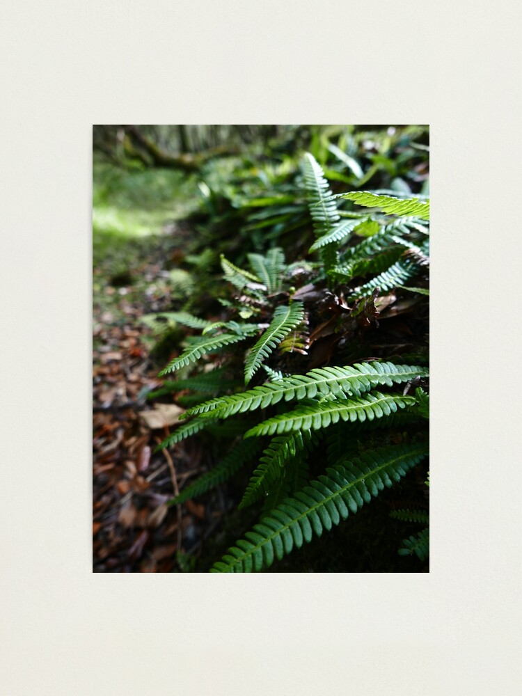 Alternate view of Hard Fern (Blechnum spicant) Photographic Print