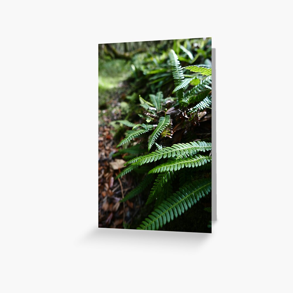 Hard Fern (Blechnum spicant) Greeting Card