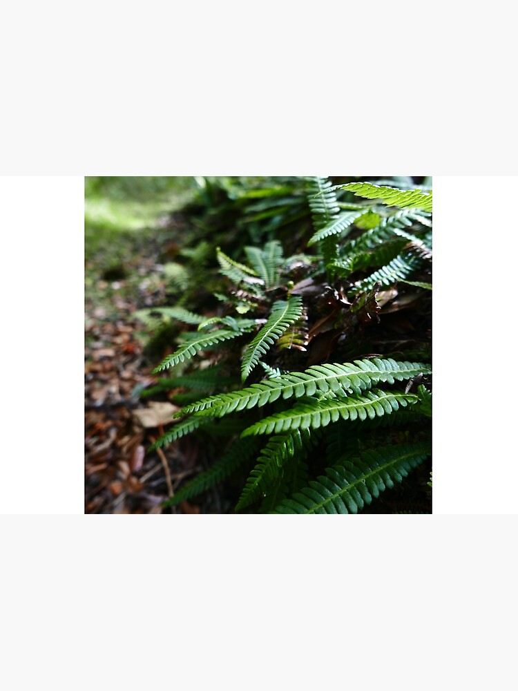 Hard Fern (Blechnum spicant) by IOMWildFlowers