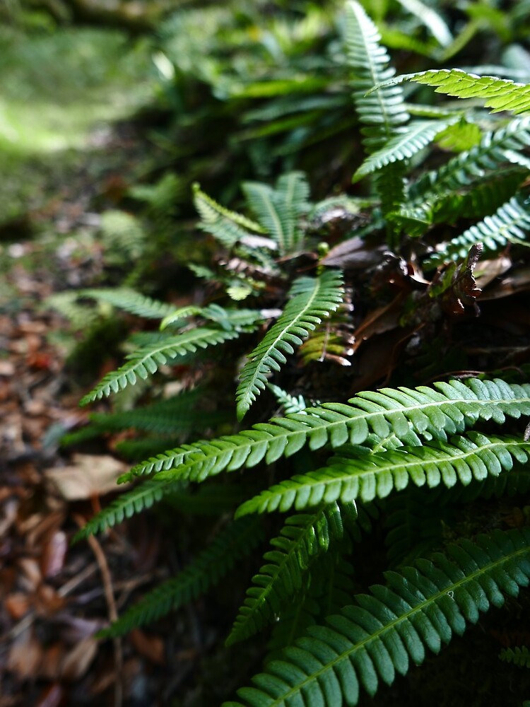 Hard Fern (Blechnum spicant) by IOMWildFlowers
