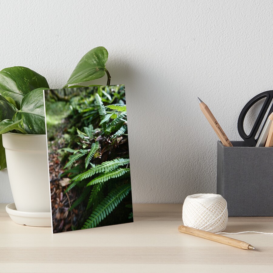 Hard Fern (Blechnum spicant) Art Board Print