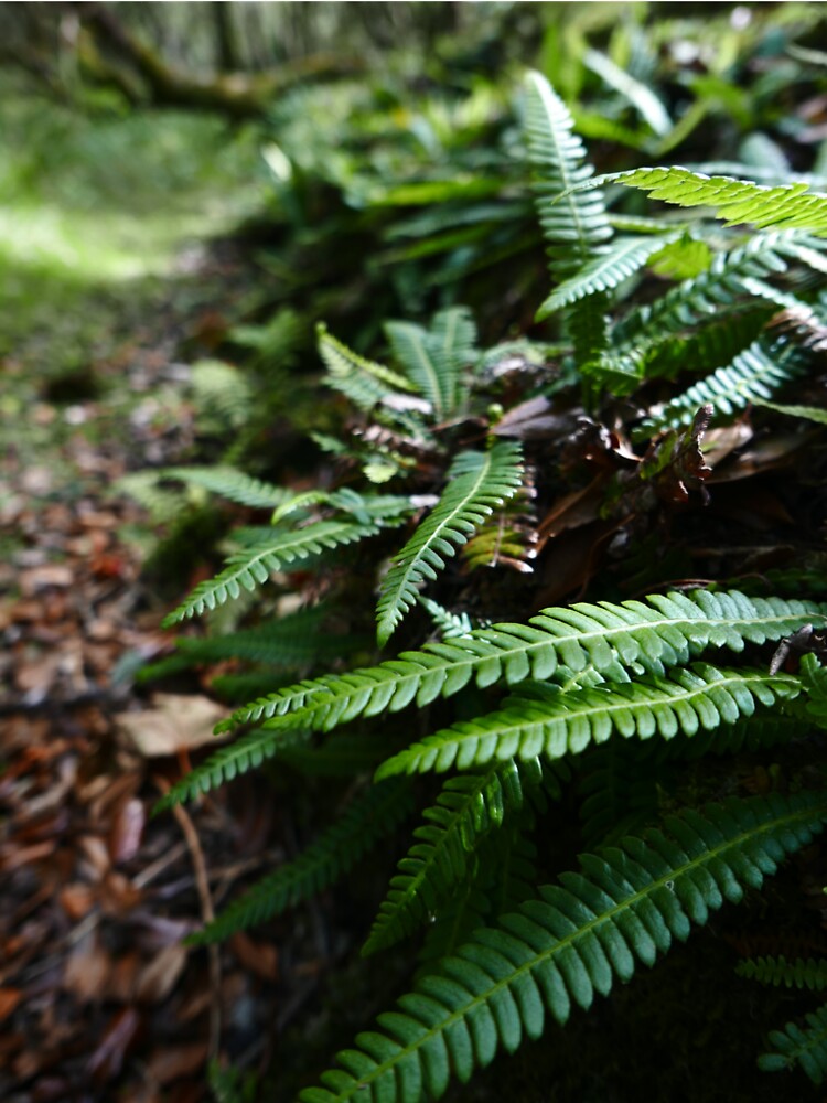 Hard Fern (Blechnum spicant) by IOMWildFlowers