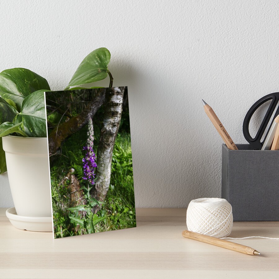 Purple Loosestrife (Lythrum salicaria) Art Board Print