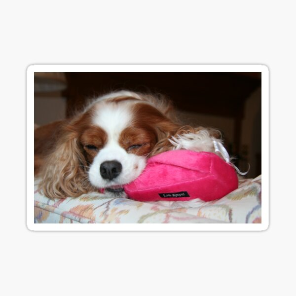 Peaceful Joy ~ Cavalier King Charles Spaniel Sticker
