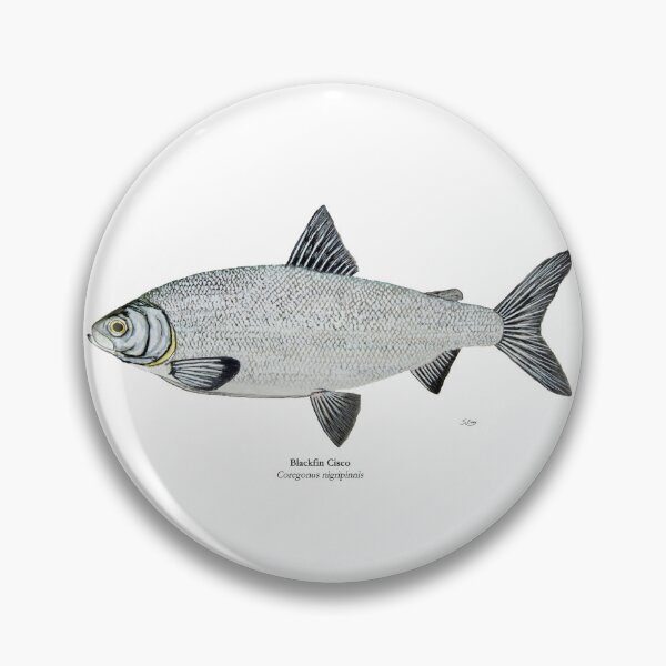 Item preview, Blackfin Cisco Painting designed and sold by Stephen Emms.