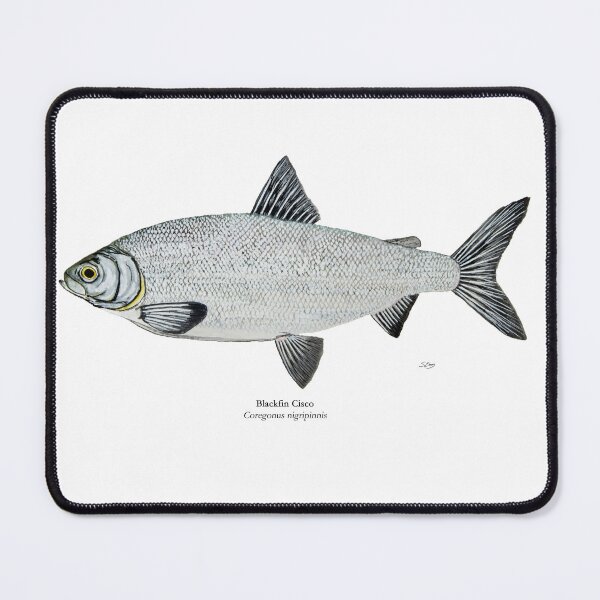 Item preview, Blackfin Cisco Painting designed and sold by Stephen Emms.