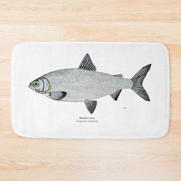Item preview, Blackfin Cisco Painting designed and sold by Stephen Emms.