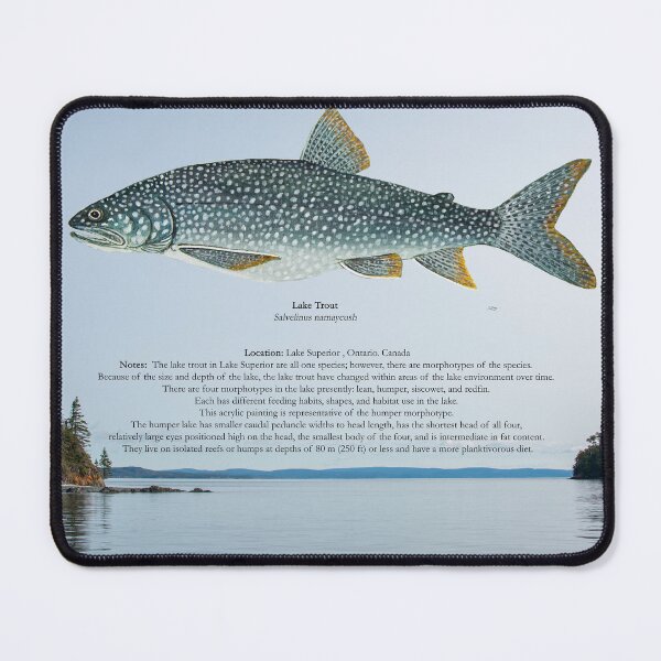 Item preview, Lake Trout Humper Painting designed and sold by Stephen Emms.