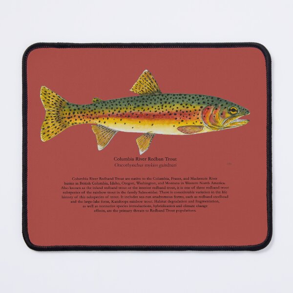 Item preview, Columbia Redban Trout Painting designed and sold by Stephen Emms.