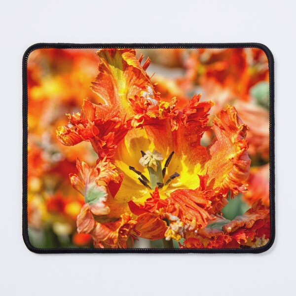 Item preview, Close-up of beautiful orange parrot tulips designed and sold by Photopat.