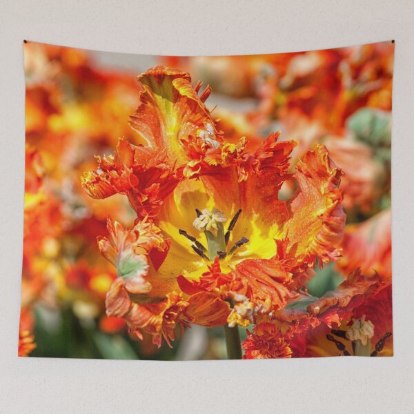 Item preview, Close-up of beautiful orange parrot tulips  designed and sold by Photopat.