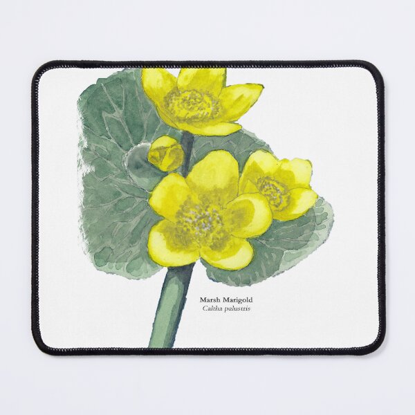 Item preview, Marsh Marigold Painting designed and sold by Stephen Emms.