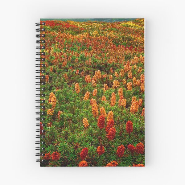 Item preview, Flowering scoparia, Mount Ossa designed and sold by Kevin McGennan.