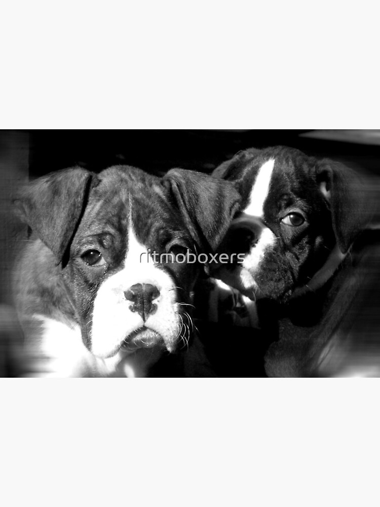 Boxer Puppies Greeting Card By Ritmoboxers Redbubble