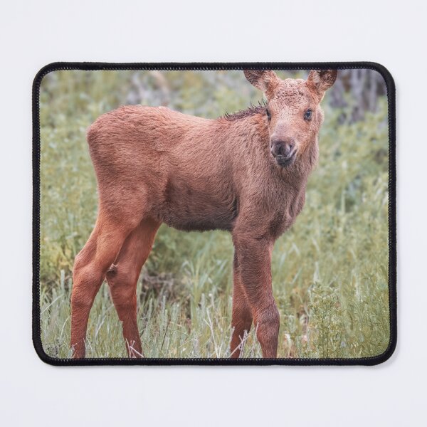 Item preview, Baby Moose Grand Teton NP Wyoming 2 designed and sold by PhotoArt by Joan Carroll.