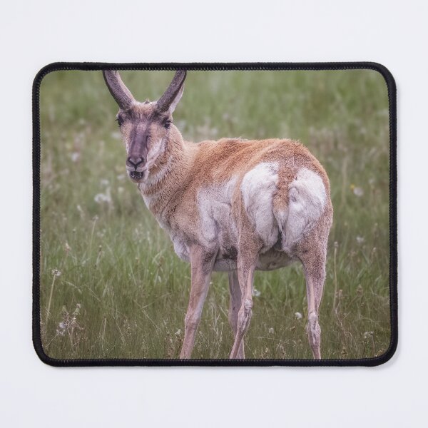 Item preview, Pronghorn Grand Teton NP Wyoming 2 designed and sold by PhotoArt by Joan Carroll.