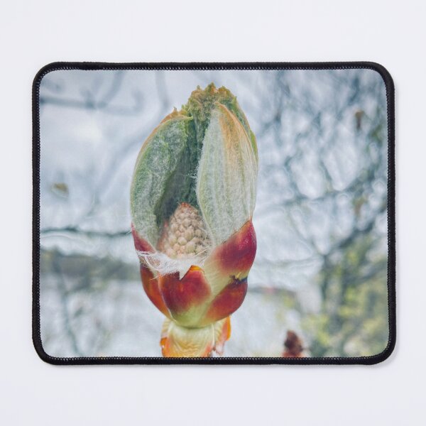 Item preview, Spring Awakening – Horse Chestnut Bud Macro designed and sold by TsvietkovaArt.