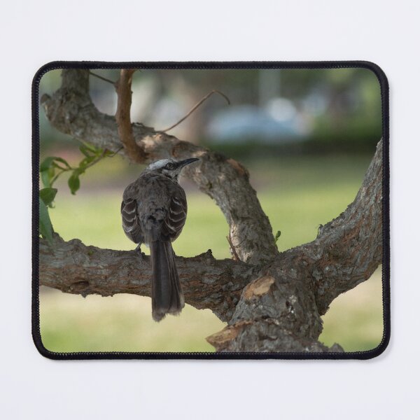 Item preview, Resting Bird designed and sold by OddParallels.