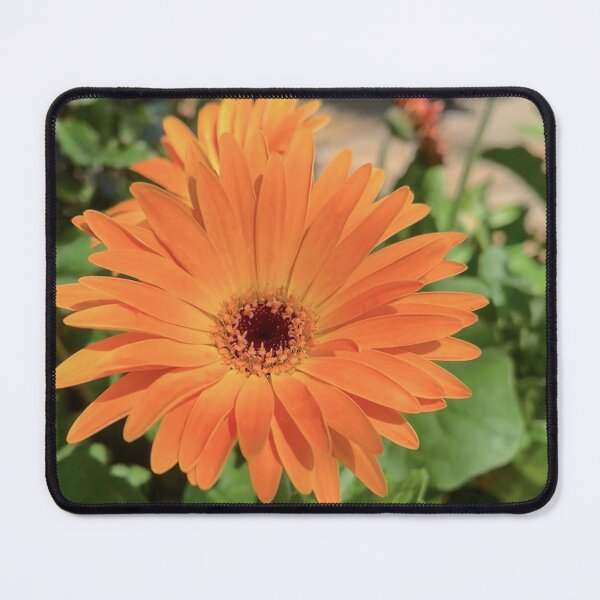 Item preview, Bright Orange Gerbera Flower in Natural Sunlight designed and sold by Be Captured by Brittany Emma.