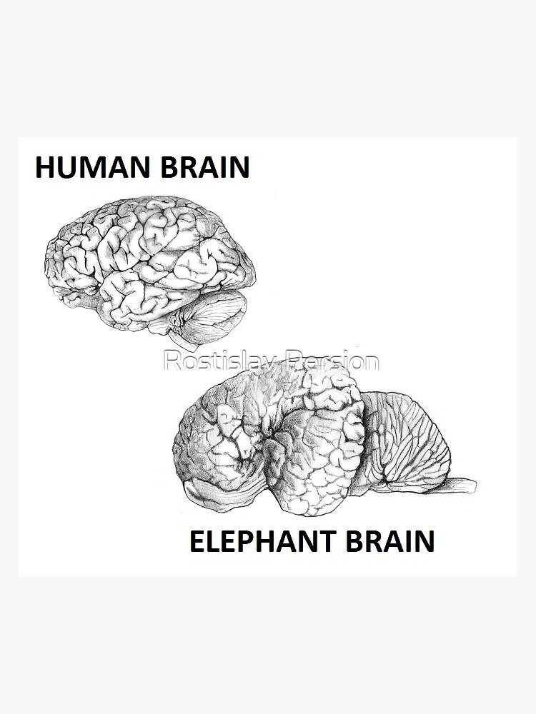 "ELEPHANT BRAIN VS HUMAN BRAIN" Sticker for Sale by rpersion | Redbubble