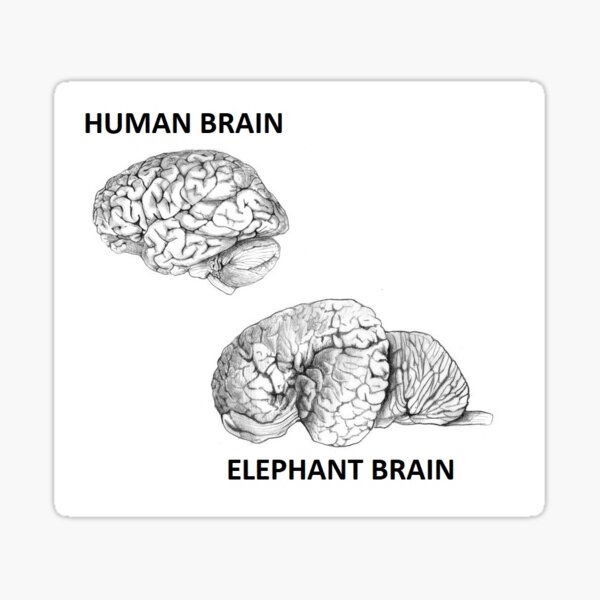 "ELEPHANT BRAIN VS HUMAN BRAIN" Sticker for Sale by rpersion | Redbubble