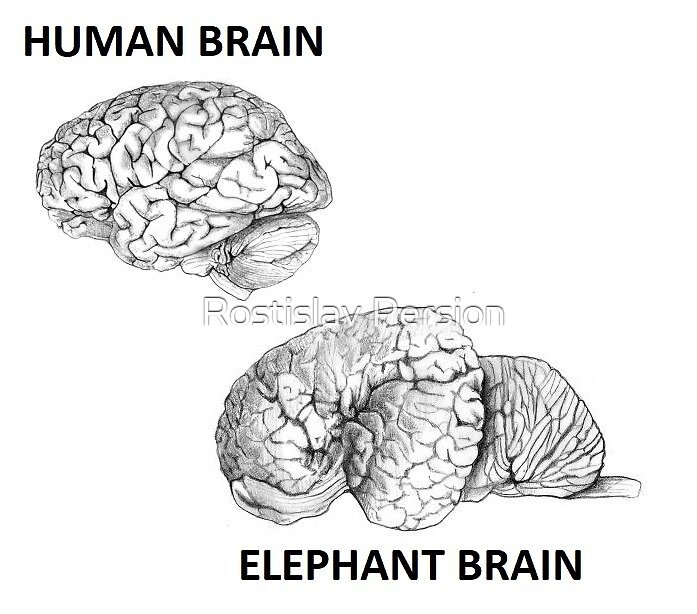 "ELEPHANT BRAIN VS HUMAN BRAIN" by Rostislav Persion | Redbubble