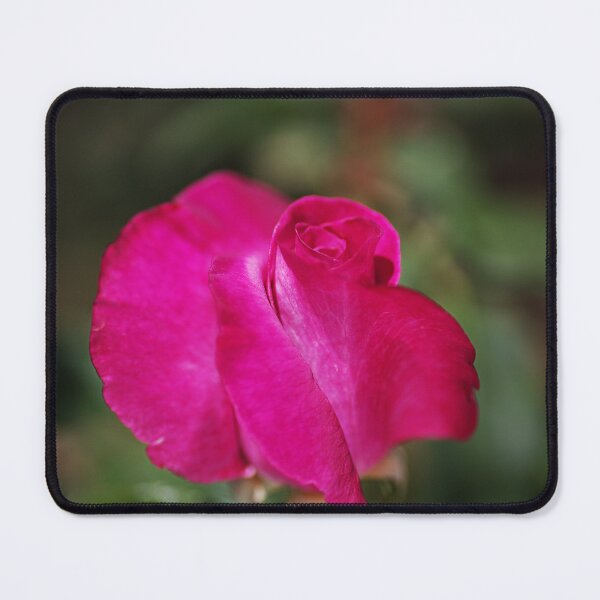 Item preview, Lush Pink Rose designed and sold by Joy Watson - Natural Light Photography .