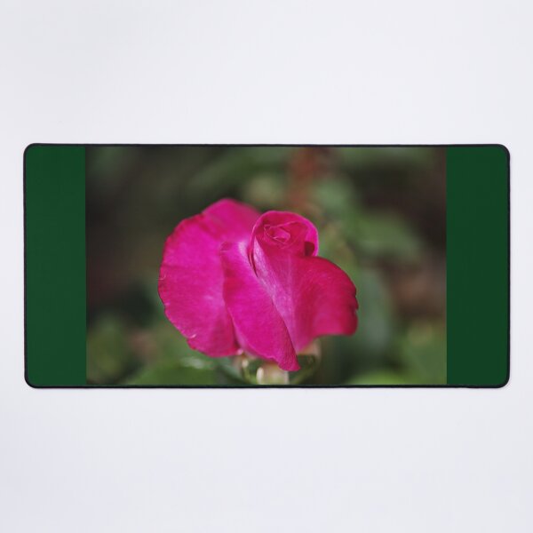Item preview, Lush Pink Rose designed and sold by Joy Watson - Natural Light Photography .