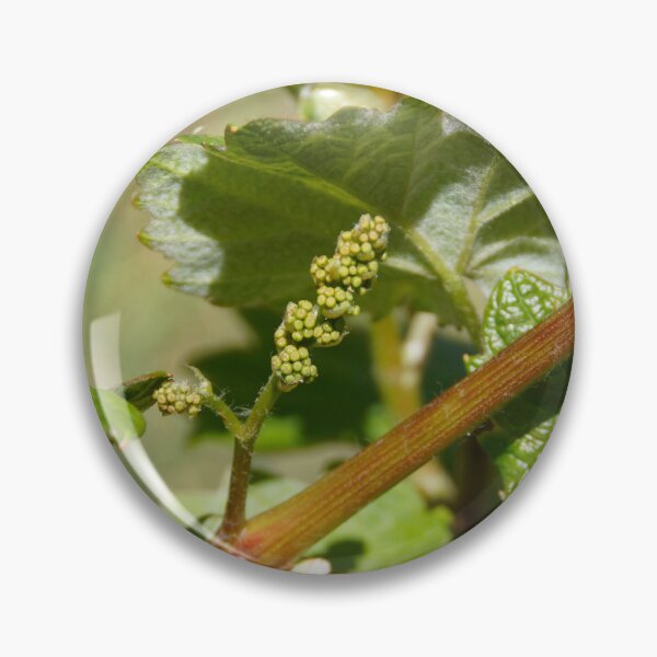 Item preview, Grapevine Bud Burst - Early Vintage Promise Adelaide Hills designed and sold by MagpieSprings.