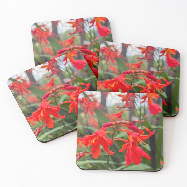 Item preview, Crocosmia 'Lucifer' / montbretia designed and sold by Photopat.