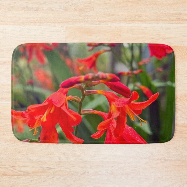 Item preview, Crocosmia 'Lucifer' / montbretia designed and sold by Photopat.