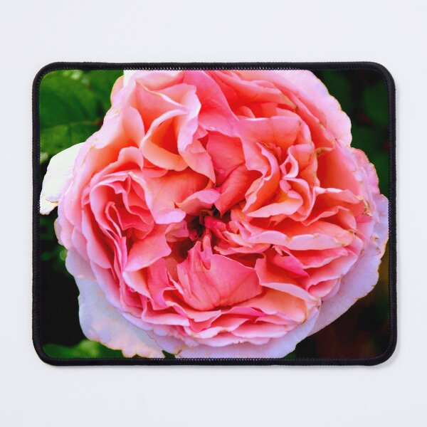 Item preview, Vibrant Pink Rose Bloom designed and sold by MercerImages.