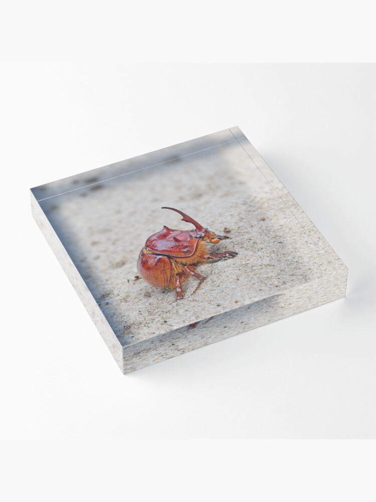 Australian sand turd beetle - Blackburnium cavicolle