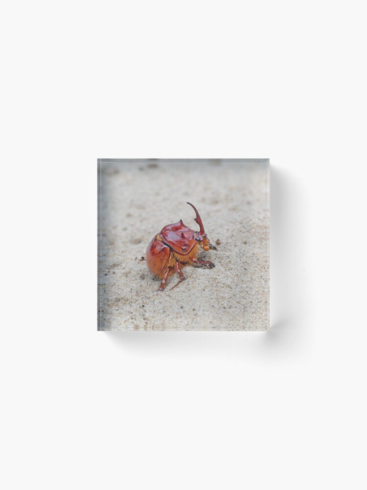 Australian sand turd beetle - Blackburnium cavicolle