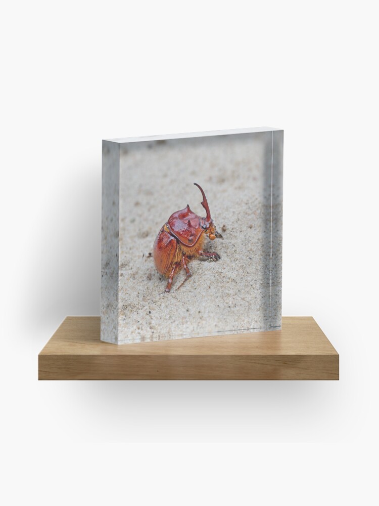 Australian sand turd beetle - Blackburnium cavicolle