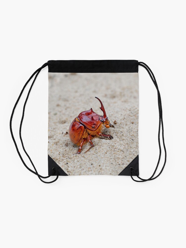 Australian sand turd beetle - Blackburnium cavicolle