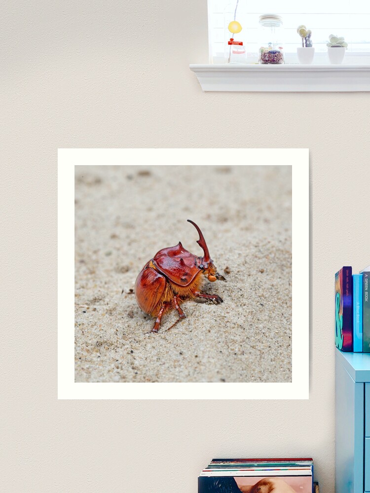 Australian sand turd beetle - Blackburnium cavicolle