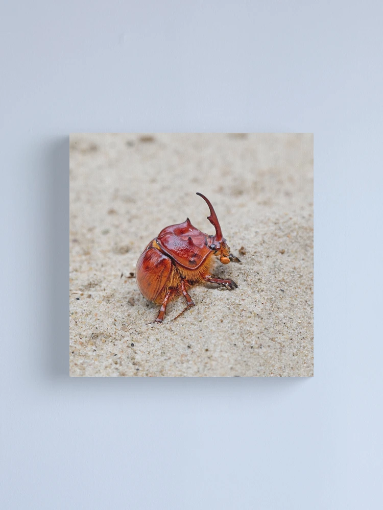 Australian sand turd beetle - Blackburnium cavicolle