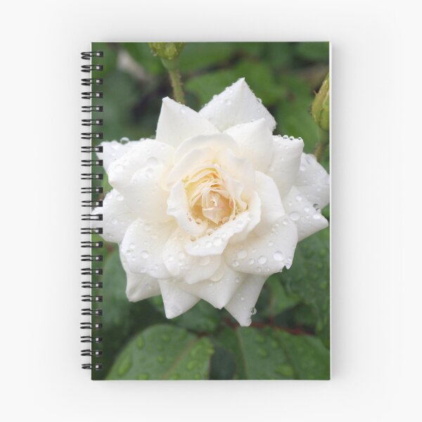 Item preview, White Rose designed and sold by W E NIXON  PHOTOGRAPHY.