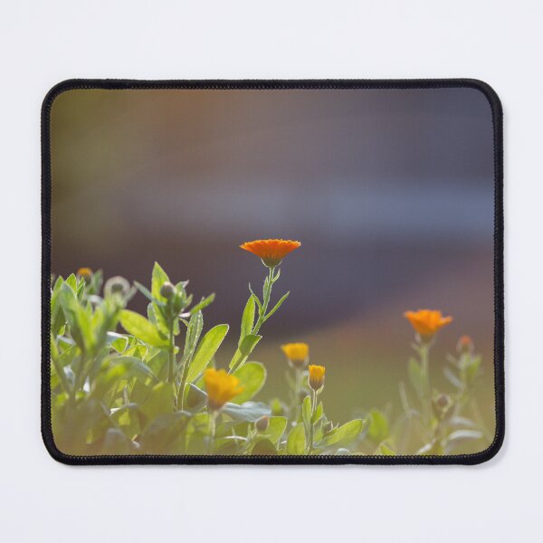 Item preview, Calendula flowers in sunlight designed and sold by ewawrona.