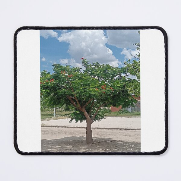 Item preview, Vibrant Flame Tree in Eehana, Nothern Namibia - Nature Photography designed and sold by Orange Petals Studio.