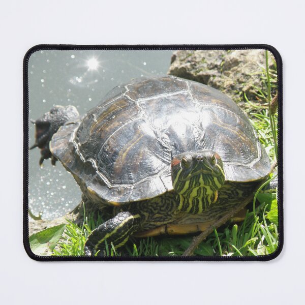 Item preview, Sunbathing Terrapin Photograph designed and sold by naturegallery.