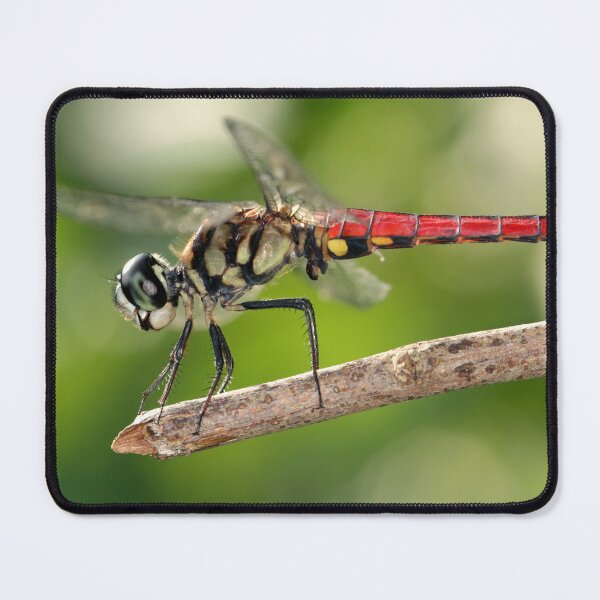 Item preview, Dragonfly designed and sold by JacJaq.