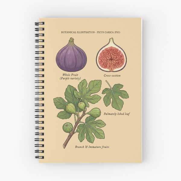 Item preview, Purple Fig Fruit Botanical Specimen Branch Study designed and sold by capricedefille.