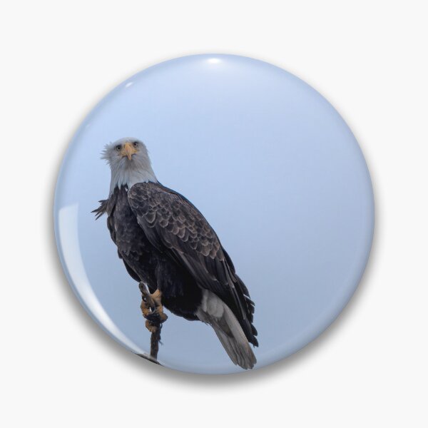 Item preview, Bald Eagle with "Are you looking at me?" expression designed and sold by lisavonbiela.