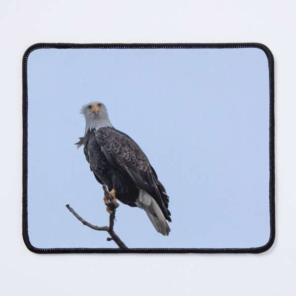 Item preview, Bald Eagle with "Are you looking at me?" expression designed and sold by lisavonbiela.