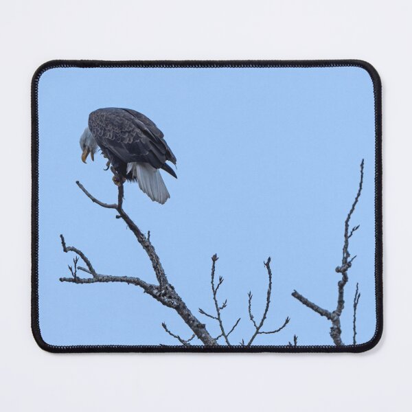 Item preview, Bald Eagle blissfully scratching himself designed and sold by lisavonbiela.