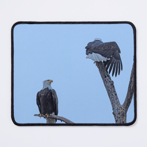 Item preview, Bald Eagle pair with one stretching its wing and tail designed and sold by lisavonbiela.
