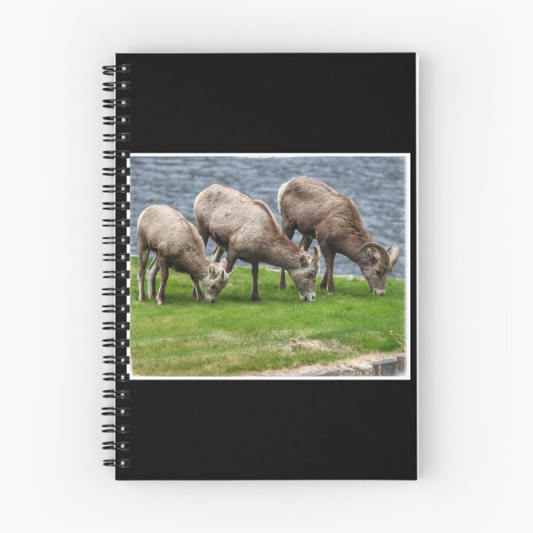 Item preview, California Bighorn Sheep Trio designed and sold by PementPhotoArt.