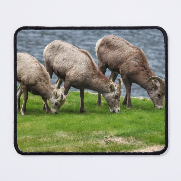 Item preview, California Bighorn Sheep Trio designed and sold by PementPhotoArt.